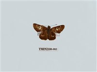 藏品(碎紋孔弄蝶)的圖片